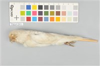 藏品(虎皮鸚鵡)的圖片